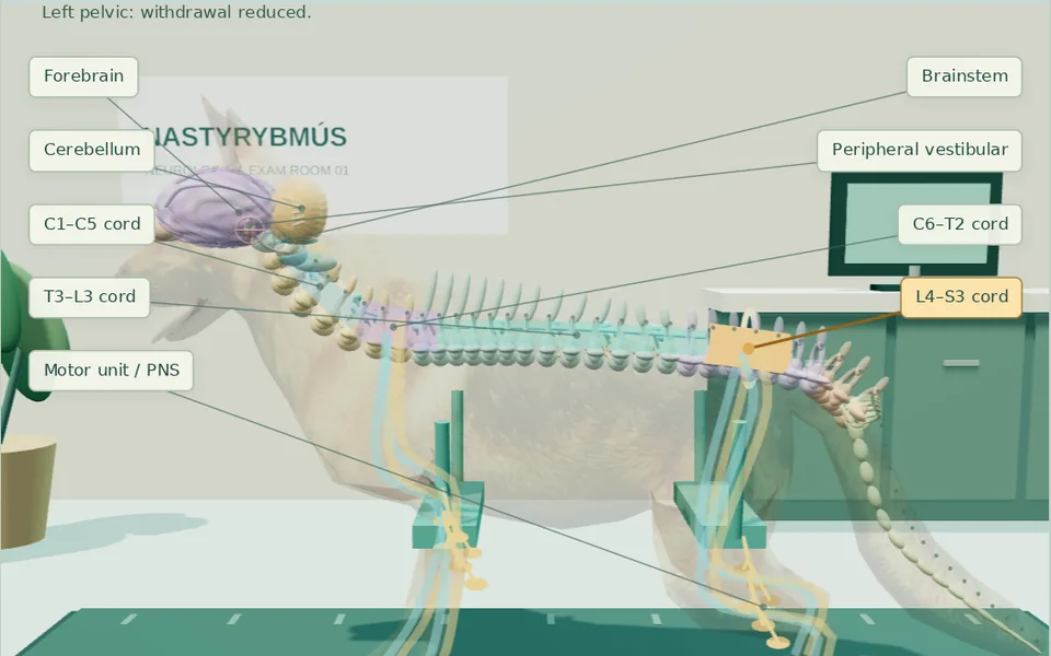 The nervous system revealed inside the 3D dog, with the L4–S3 cord region chosen as the lesion.