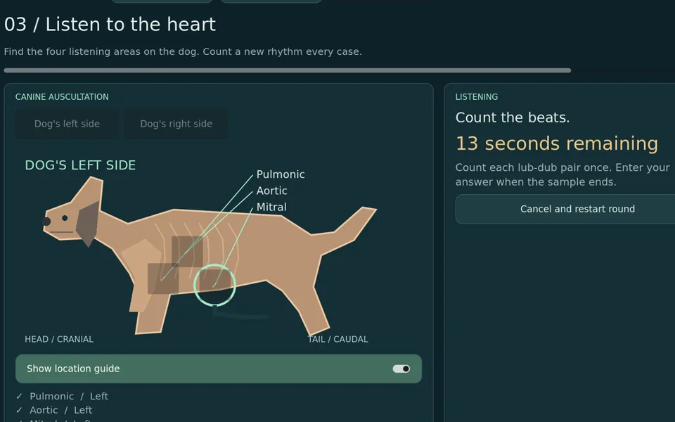 Heart listening: the stethoscope on a dog's mitral area while the timer counts down to count the beats.