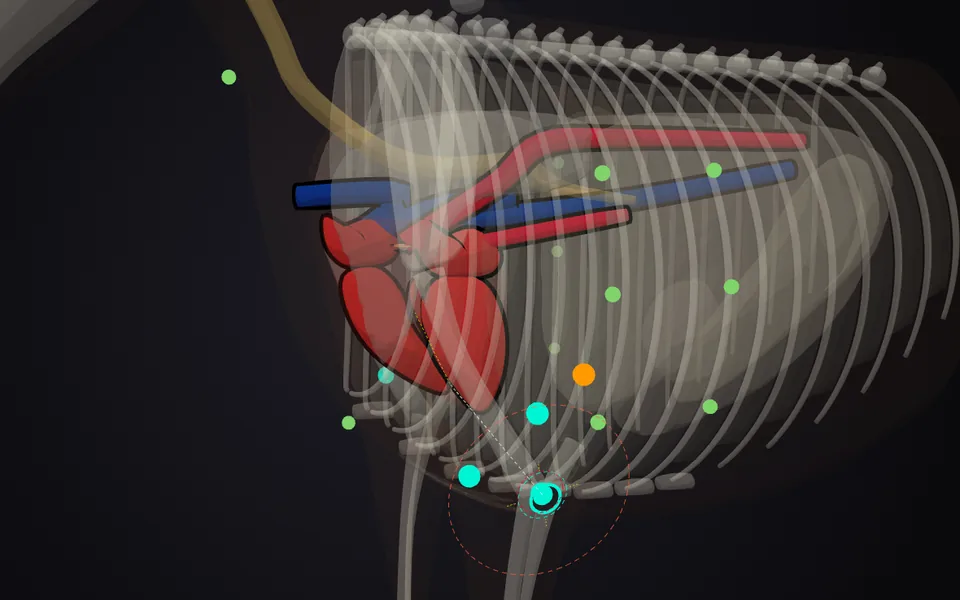 A horse's chest in X-ray view: the beating heart inside the ribs, with the stethoscope on the mitral point under the triceps.